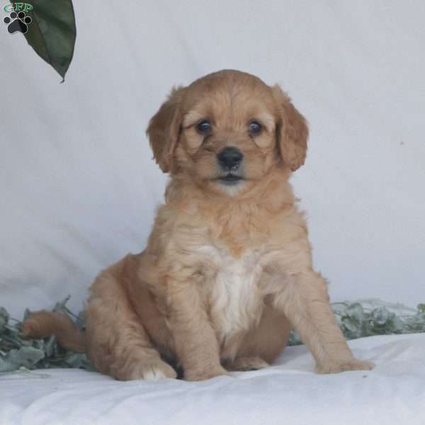 Gigi F1B, Goldendoodle Puppy